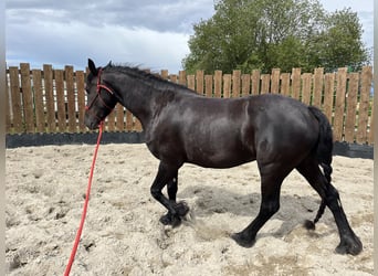 Fries paard, Merrie, 3 Jaar, 155 cm, Zwart