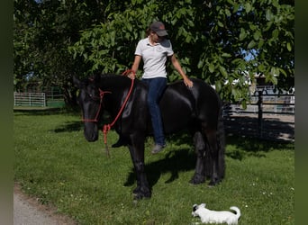 Fries paard, Merrie, 3 Jaar, 155 cm, Zwart