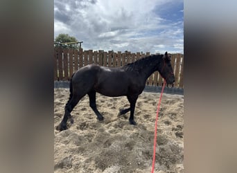 Fries paard, Merrie, 3 Jaar, 155 cm, Zwart