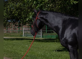 Fries paard, Merrie, 3 Jaar, 155 cm, Zwart
