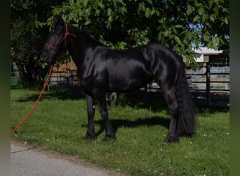 Fries paard, Merrie, 3 Jaar, 155 cm, Zwart