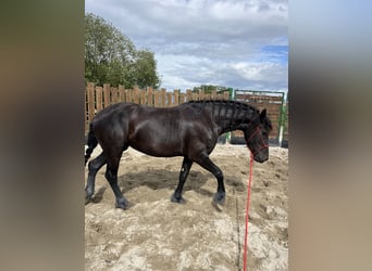 Fries paard, Merrie, 3 Jaar, 155 cm, Zwart