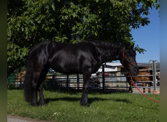 Fries paard, Merrie, 3 Jaar, 155 cm, Zwart