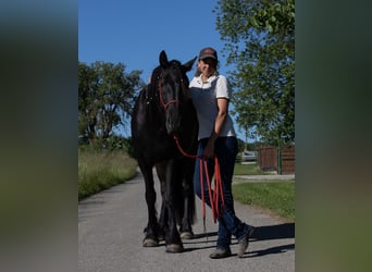 Fries paard, Merrie, 3 Jaar, 155 cm, Zwart