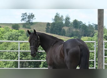 Fries paard Mix, Merrie, 3 Jaar, 155 cm, Zwart