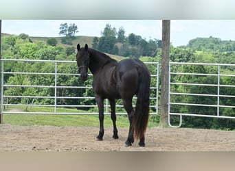 Fries paard Mix, Merrie, 3 Jaar, 155 cm, Zwart
