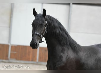 Fries paard, Merrie, 3 Jaar, 156 cm, Zwart