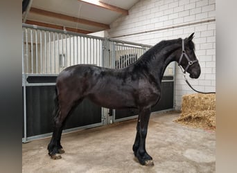 Fries paard, Merrie, 3 Jaar, 157 cm, Zwart