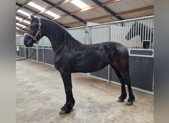 Fries paard, Merrie, 3 Jaar, 157 cm, Zwart