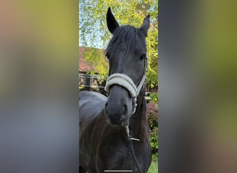 Fries paard, Merrie, 3 Jaar, 158 cm, Zwart