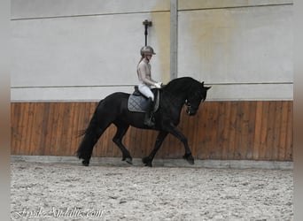 Fries paard, Merrie, 3 Jaar, 159 cm, Zwart