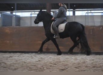 Fries paard, Merrie, 3 Jaar, 159 cm, Zwart