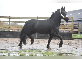 Fries paard, Merrie, 3 Jaar, 159 cm, Zwart