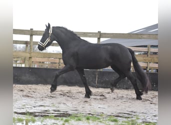 Fries paard, Merrie, 3 Jaar, 159 cm, Zwart