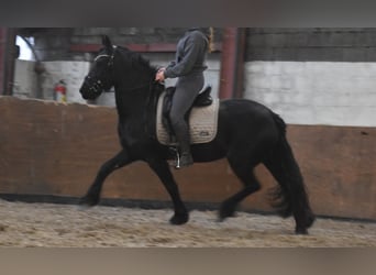 Fries paard, Merrie, 3 Jaar, 159 cm, Zwart