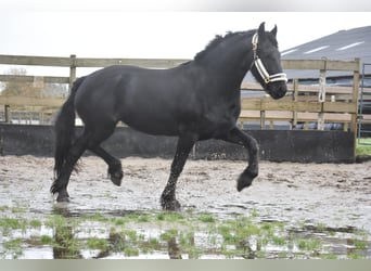 Fries paard, Merrie, 3 Jaar, 159 cm, Zwart