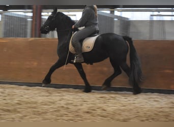 Fries paard, Merrie, 3 Jaar, 159 cm, Zwart