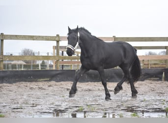 Fries paard, Merrie, 3 Jaar, 159 cm, Zwart