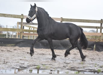 Fries paard, Merrie, 3 Jaar, 159 cm, Zwart