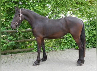 Fries paard Mix, Merrie, 3 Jaar, 160 cm