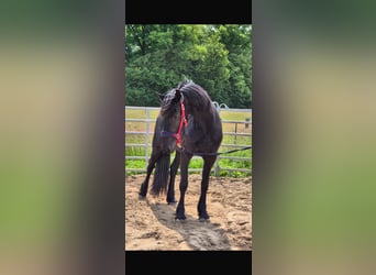 Fries paard, Merrie, 3 Jaar, 160 cm, Zwart