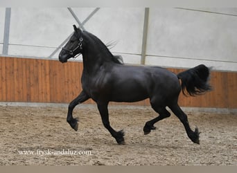 Fries paard, Merrie, 3 Jaar, 160 cm, Zwart