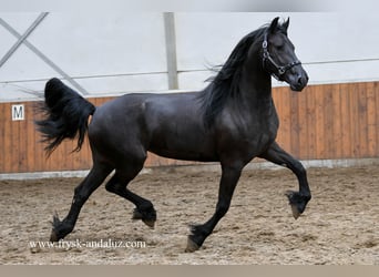 Fries paard, Merrie, 3 Jaar, 160 cm, Zwart