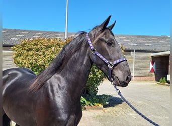 Fries paard, Merrie, 3 Jaar, 160 cm, Zwart