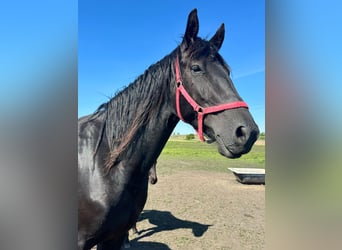 Fries paard, Merrie, 3 Jaar, 160 cm, Zwartbruin
