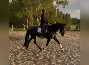 Fries paard, Merrie, 3 Jaar, 161 cm, Zwart