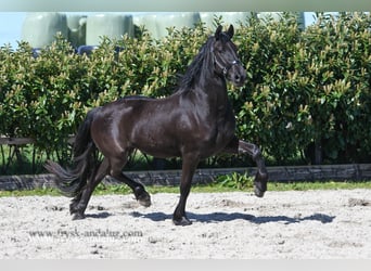 Fries paard, Merrie, 3 Jaar, 162 cm, Zwart