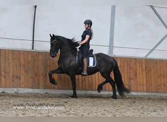 Fries paard, Merrie, 3 Jaar, 162 cm, Zwart