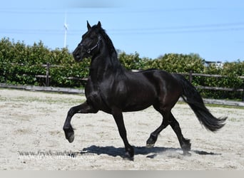 Fries paard, Merrie, 3 Jaar, 162 cm, Zwart