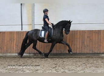 Fries paard, Merrie, 3 Jaar, 162 cm, Zwart