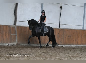 Fries paard, Merrie, 3 Jaar, 162 cm, Zwart