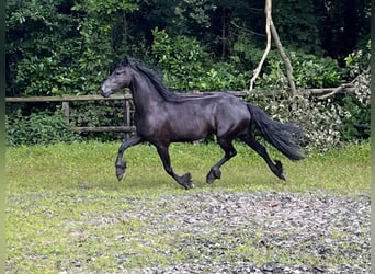 Fries paard, Merrie, 3 Jaar, 162 cm, Zwart