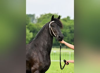 Fries paard, Merrie, 3 Jaar, 162 cm, Zwart