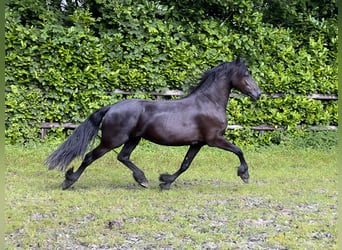 Fries paard, Merrie, 3 Jaar, 162 cm, Zwart