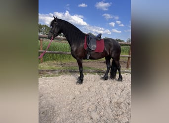 Fries paard, Merrie, 3 Jaar, 162 cm, Zwart