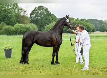 Fries paard, Merrie, 3 Jaar, 162 cm, Zwart