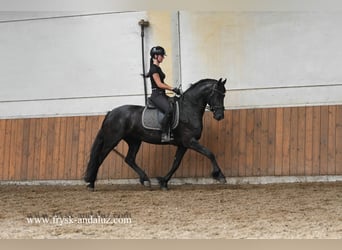 Fries paard, Merrie, 3 Jaar, 162 cm, Zwart
