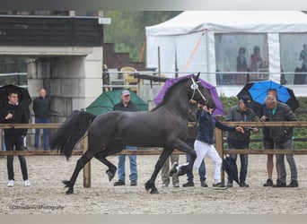 Fries paard, Merrie, 3 Jaar, 162 cm, Zwart