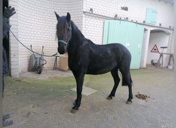 Fries paard, Merrie, 3 Jaar, 162 cm, Zwart