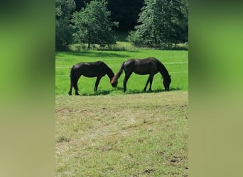 Fries paard, Merrie, 3 Jaar, 162 cm, Zwart