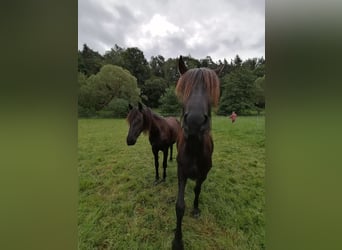 Fries paard, Merrie, 3 Jaar, 162 cm, Zwart