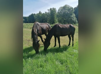 Fries paard, Merrie, 3 Jaar, 162 cm, Zwart