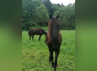 Fries paard, Merrie, 3 Jaar, 162 cm, Zwart