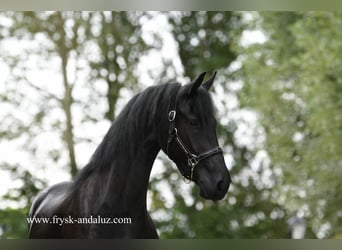 Fries paard, Merrie, 3 Jaar, 162 cm, Zwart