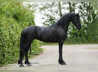 Fries paard, Merrie, 3 Jaar, 162 cm, Zwart