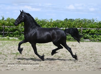 Fries paard, Merrie, 3 Jaar, 163 cm, Zwart